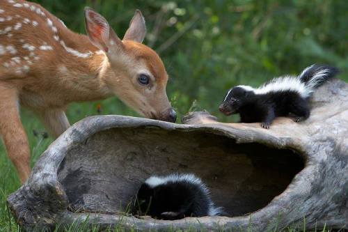 Source: http://faeriegardens.tumblr.com