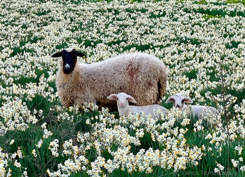 Source: http://gemsofgreece.tumblr.com