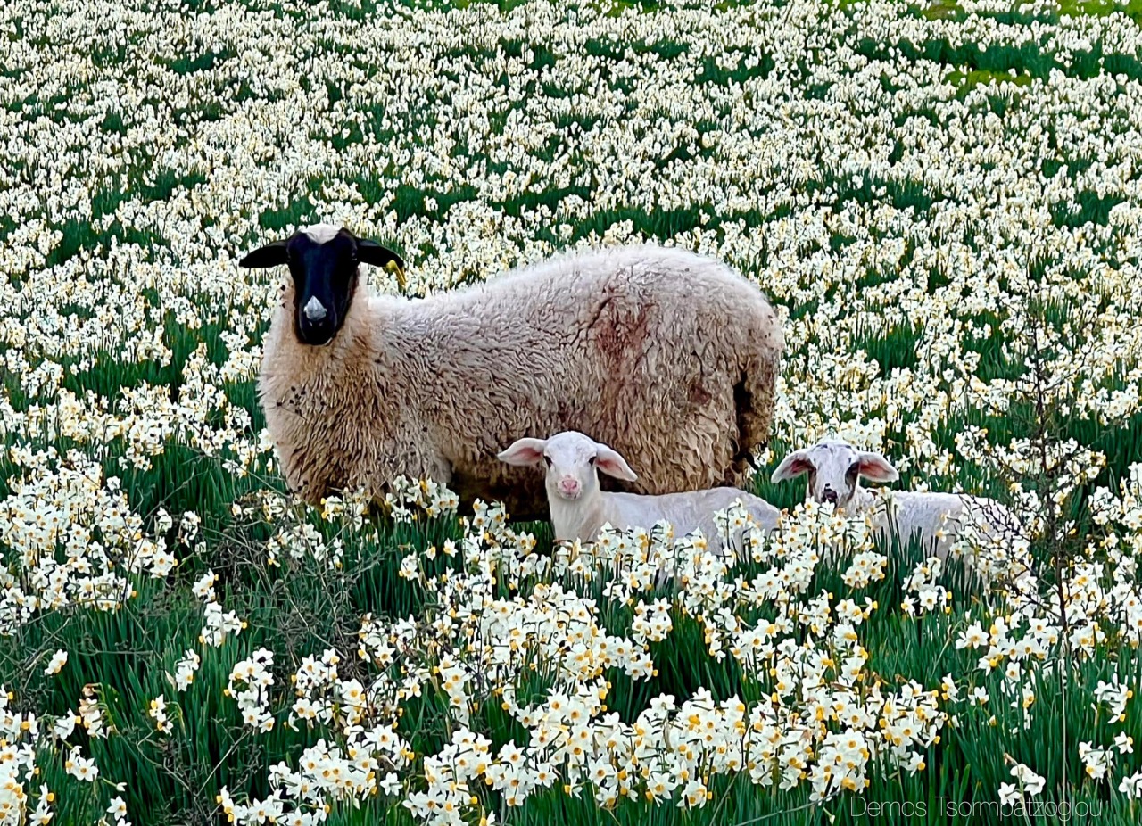 Source: http://gemsofgreece.tumblr.com