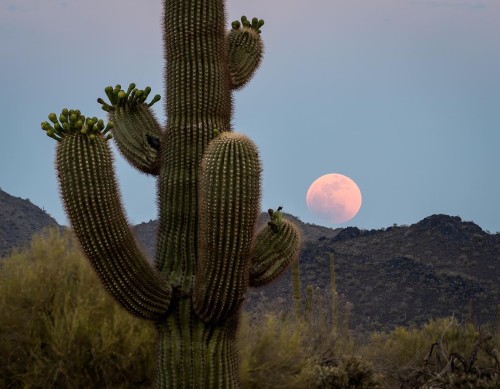 Source: http://junglerain.tumblr.com