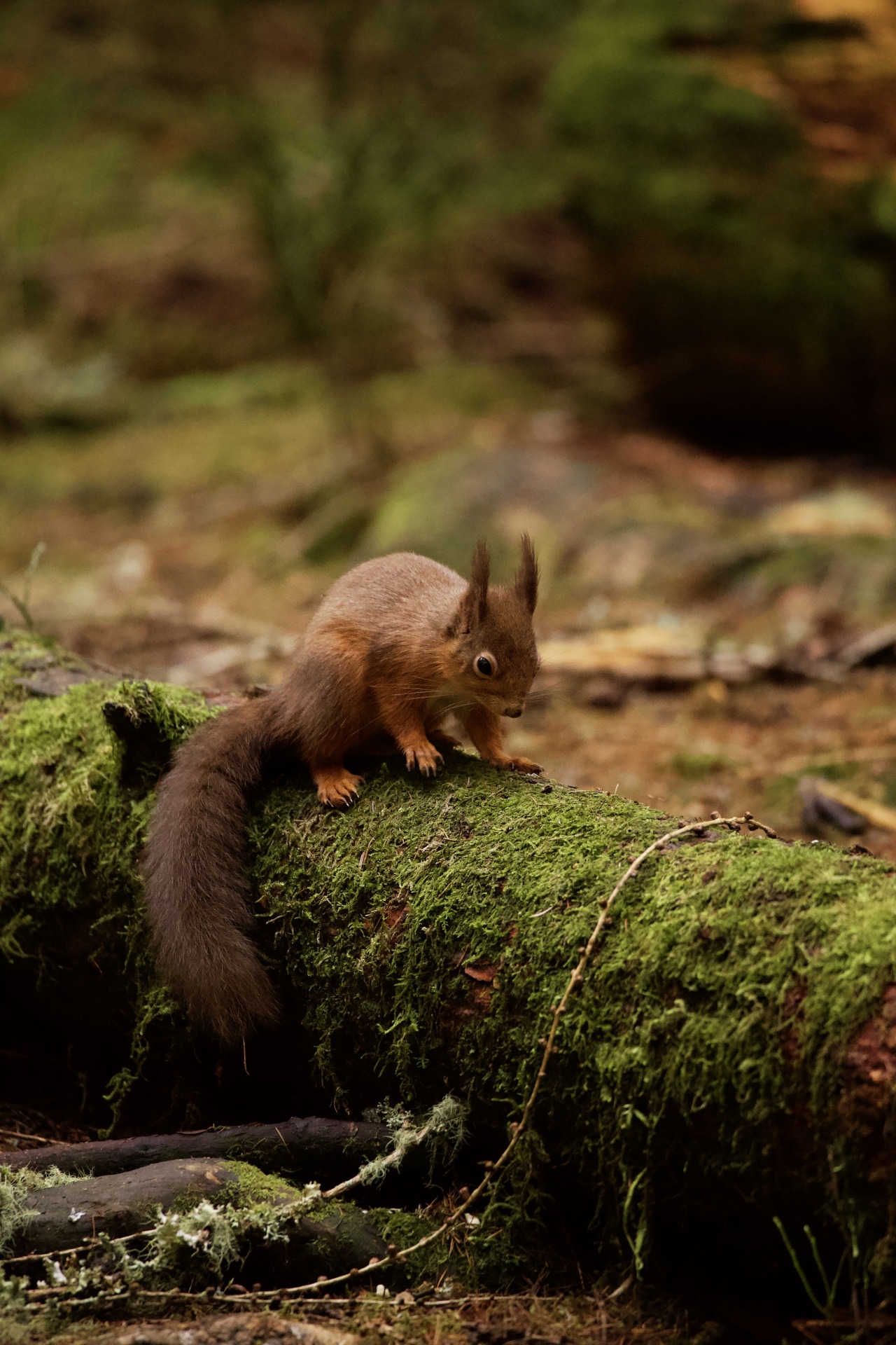 Source: http://kylebonallo.tumblr.com