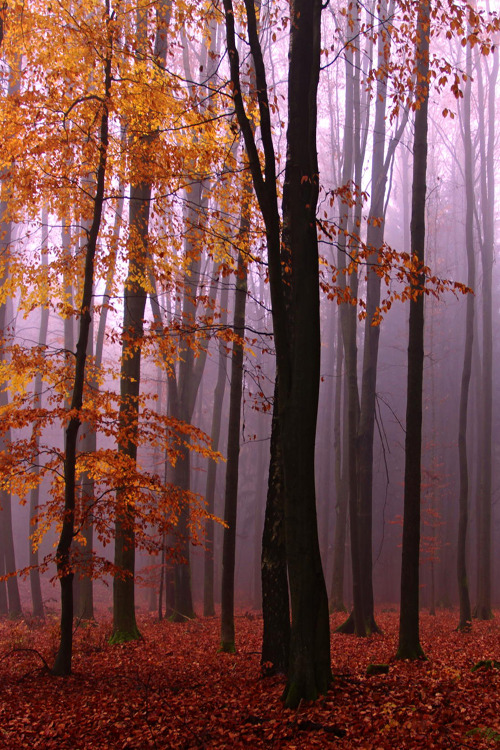 Source: http://wondrousworld.tumblr.com