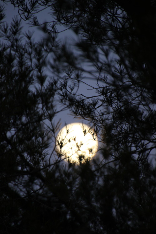 Source: http://satakentia.tumblr.com