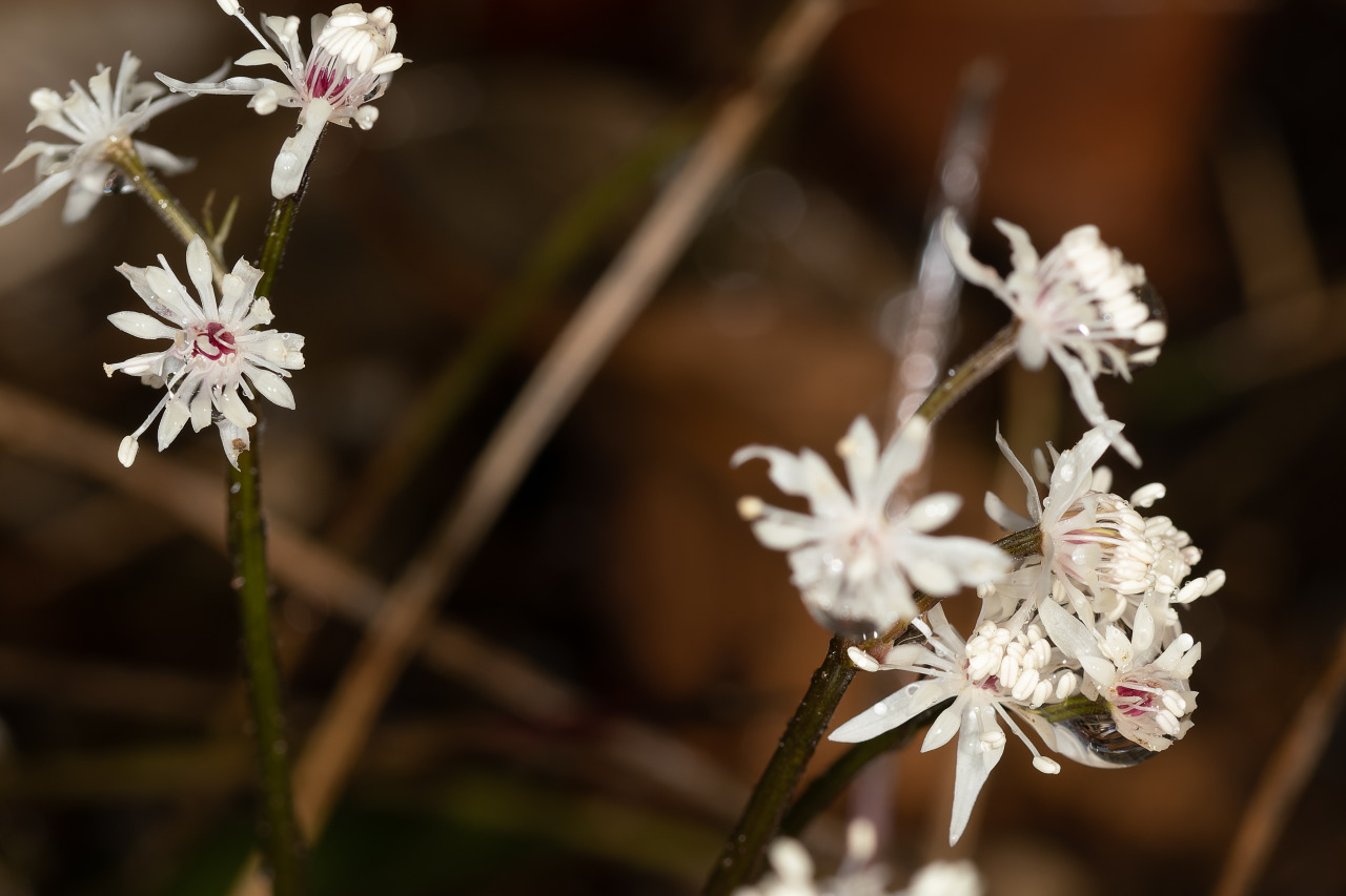 Source: http://satakentia.tumblr.com