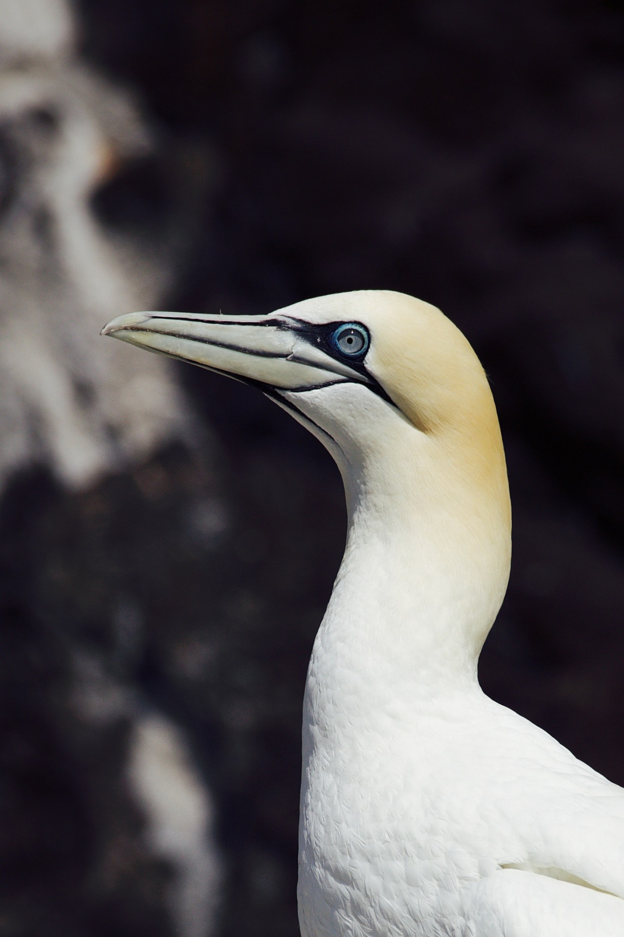 Source: http://kylebonallo.tumblr.com