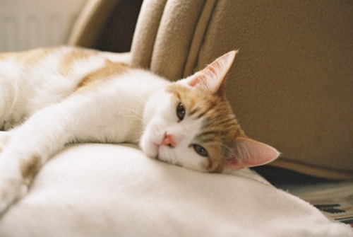 Source: http://tsukikages.tumblr.com