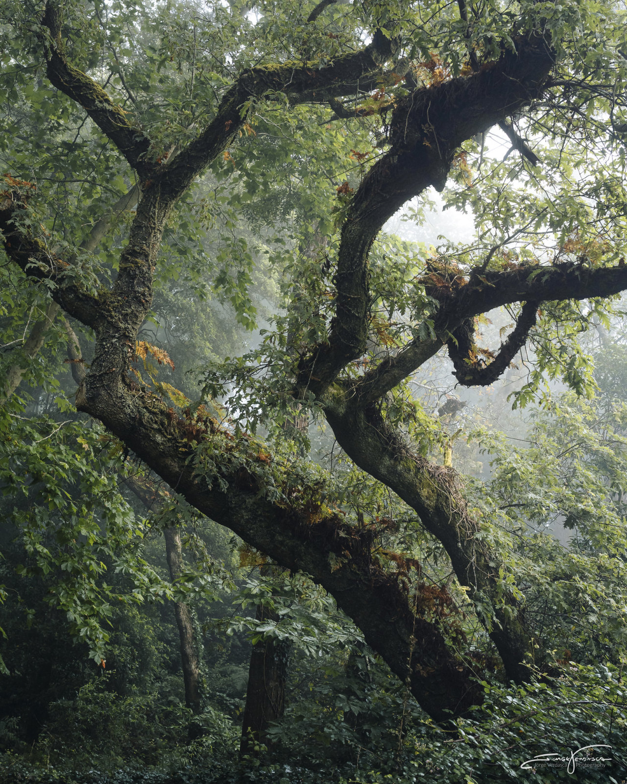 Source: http://faeriegardens.tumblr.com