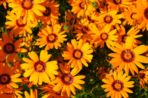 Source: http://satakentia.tumblr.com