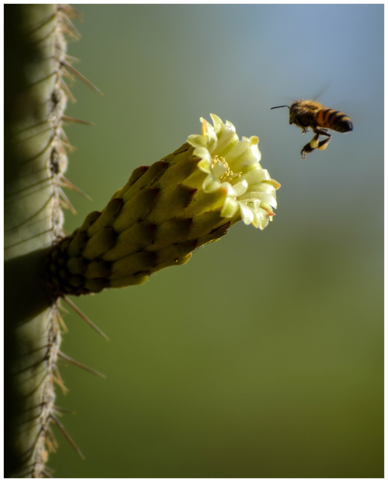 Source: http://satakentia.tumblr.com