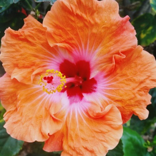 Source: http://tropic-havens.tumblr.com