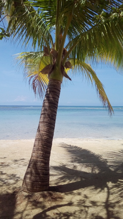 Source: http://tropic-havens.tumblr.com