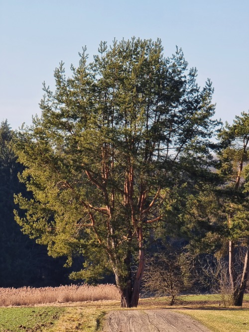 Source: http://junglerain.tumblr.com