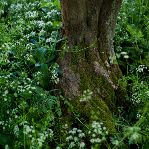 Source: http://faeriegardens.tumblr.com