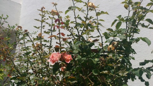 Source: http://icharous.tumblr.com