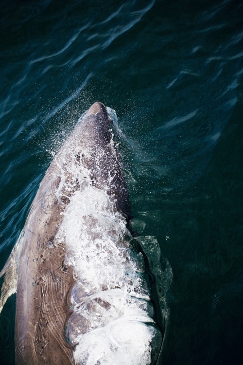 Source: http://kylebonallo.tumblr.com