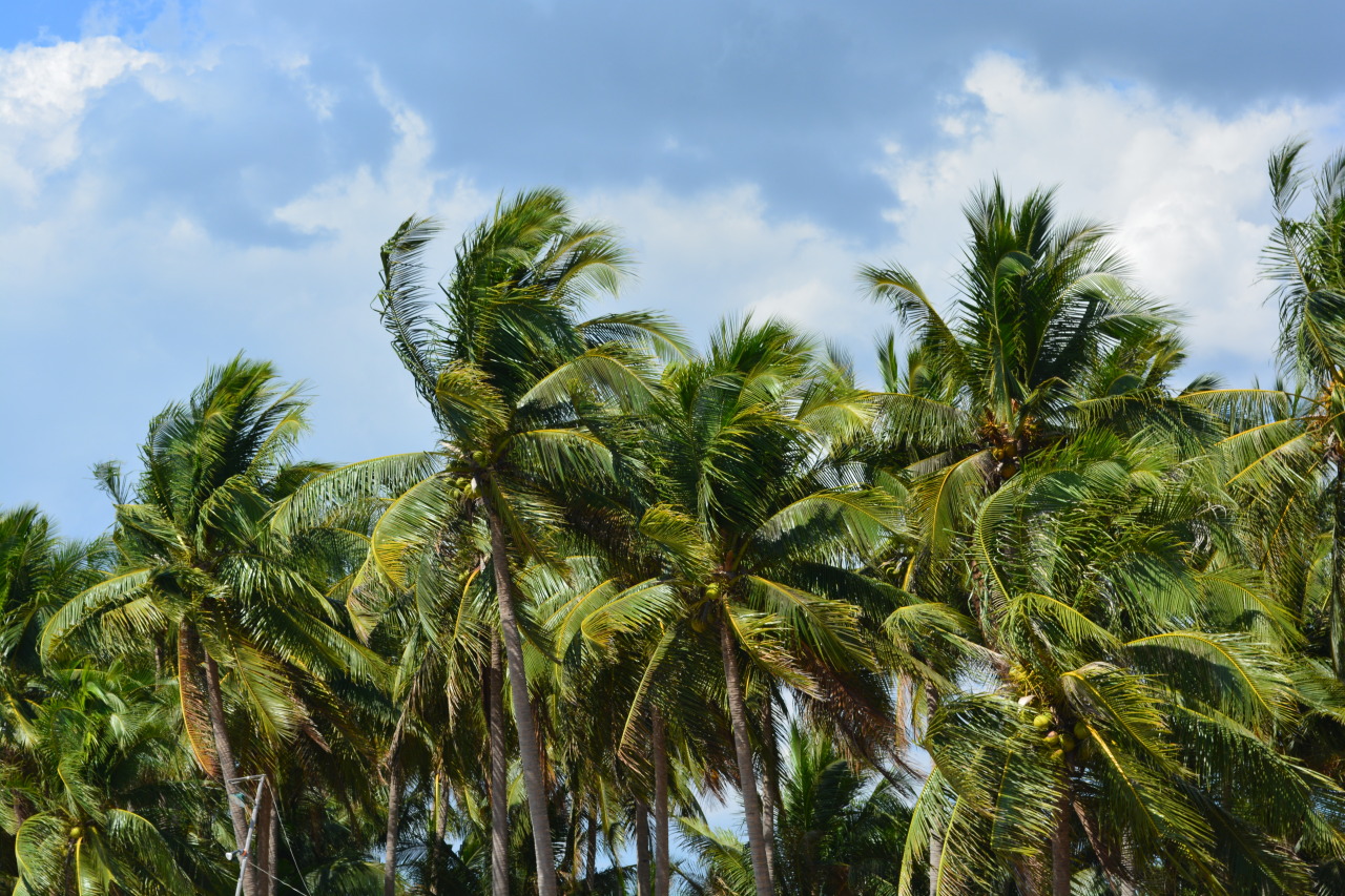 Source: http://tropic-havens.tumblr.com