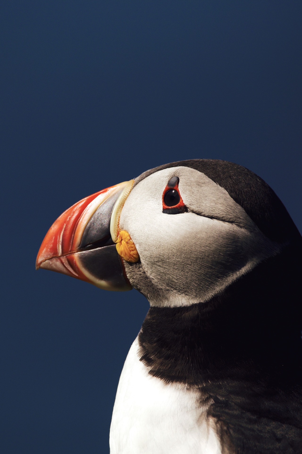 Source: http://kylebonallo.tumblr.com