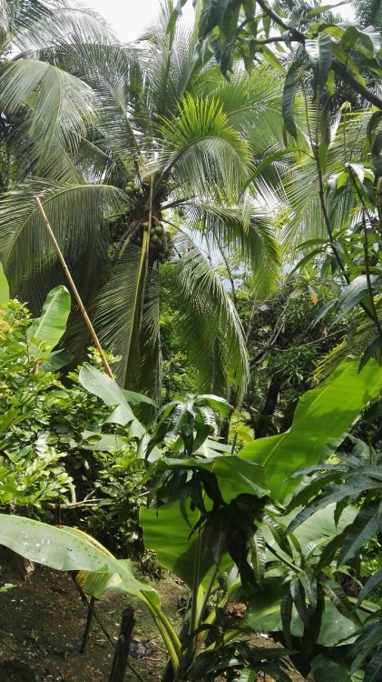 Source: http://tropic-havens.tumblr.com