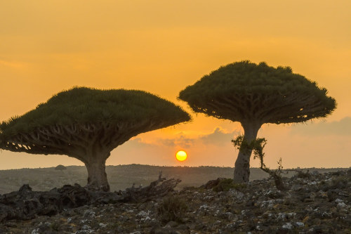 Source: http://faeriegardens.tumblr.com