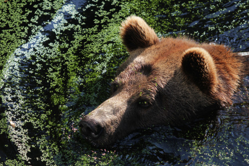 Source: http://losttindxmoon.tumblr.com