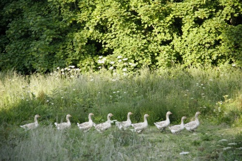 Source: http://faeriegardens.tumblr.com