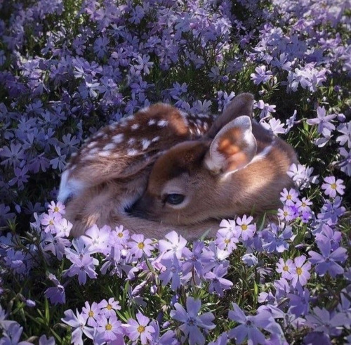 Source: http://faeriegardens.tumblr.com