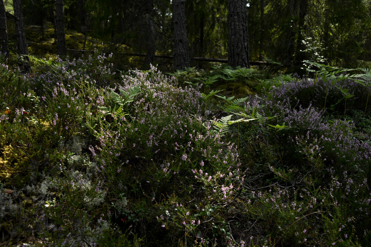 Source: http://faeriegardens.tumblr.com