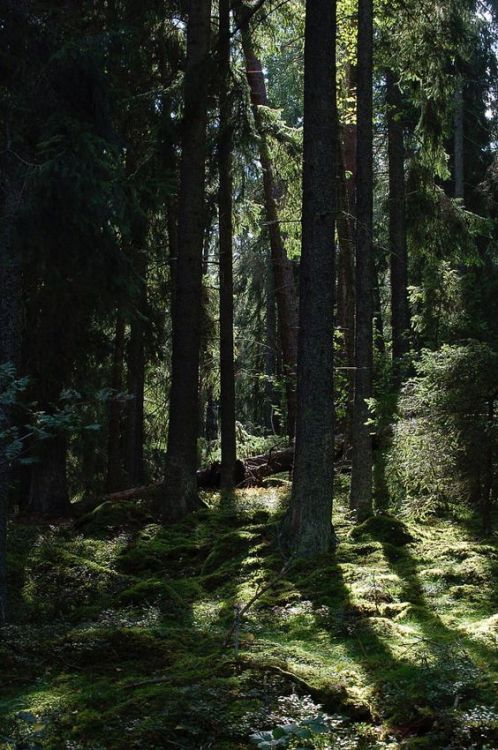 Source: http://silvaris.tumblr.com