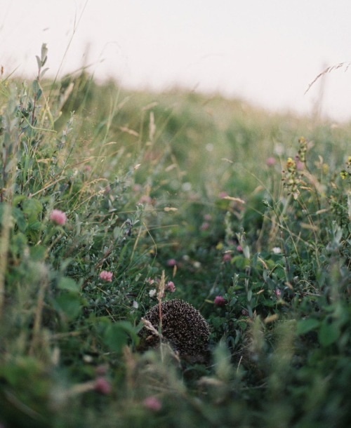 Source: http://naturenook.tumblr.com