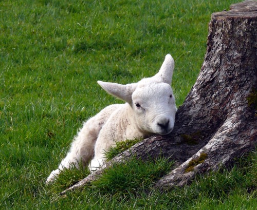 Source: http://faeriegardens.tumblr.com