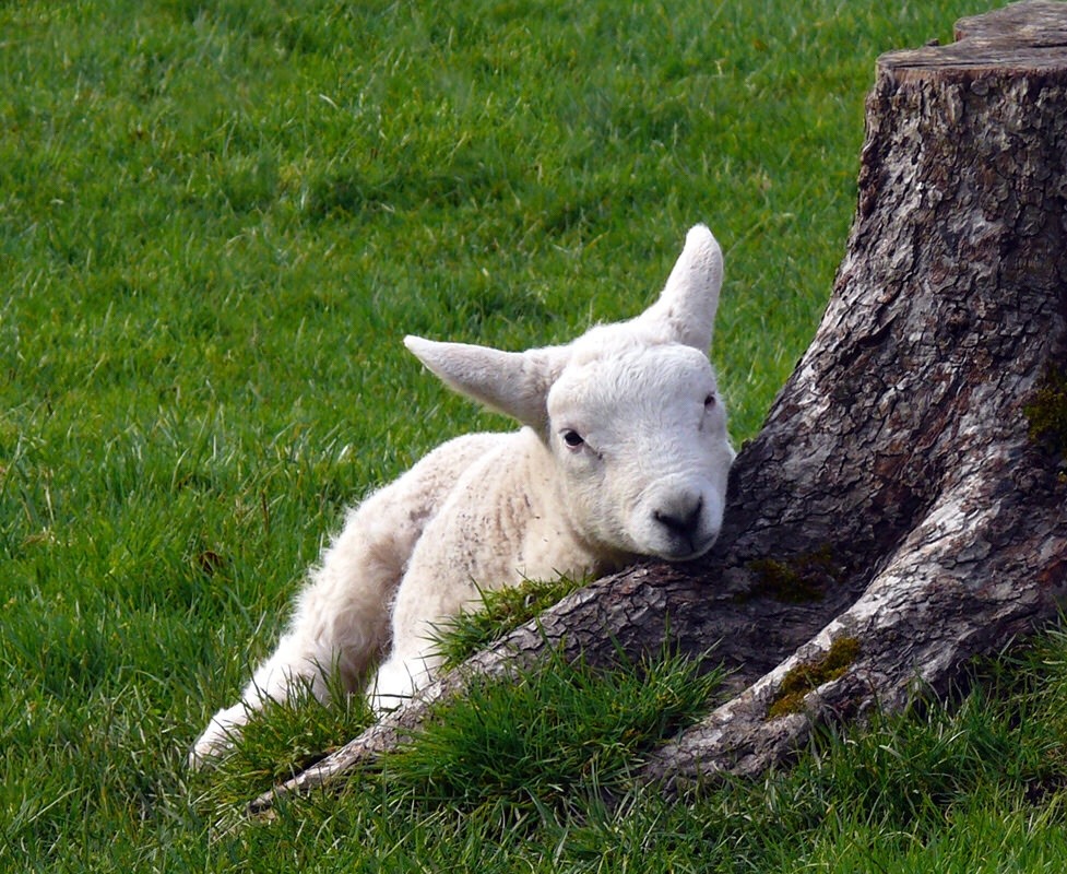 Source: http://faeriegardens.tumblr.com