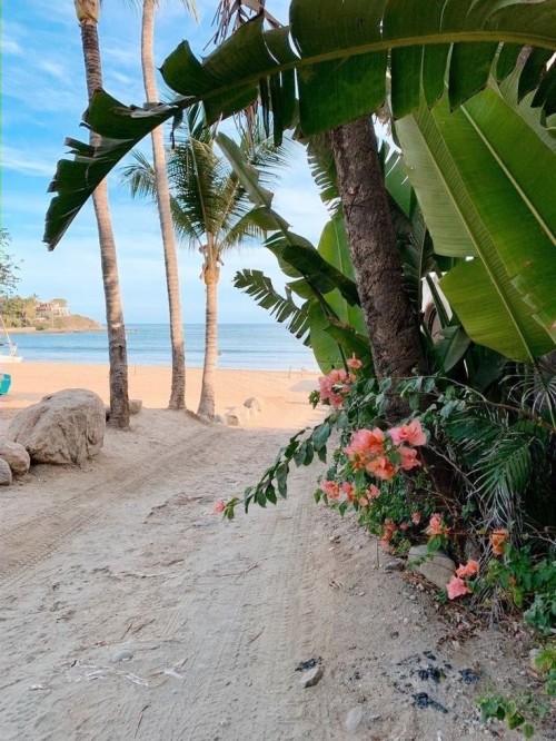 Source: http://tropic-havens.tumblr.com