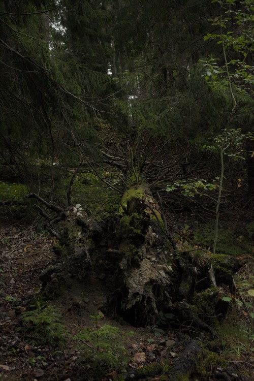 Source: http://faeriegardens.tumblr.com