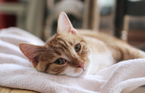 Source: http://tsukikages.tumblr.com