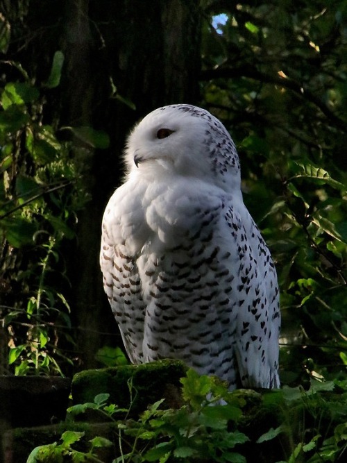 Source: http://solar-bar.tumblr.com