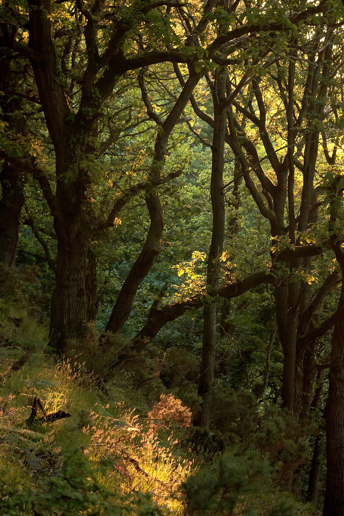 Source: http://faeriegardens.tumblr.com