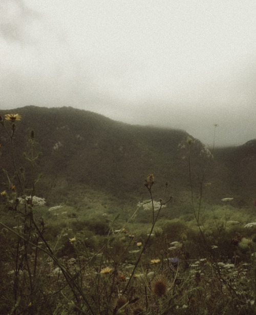 Source: http://junglerain.tumblr.com