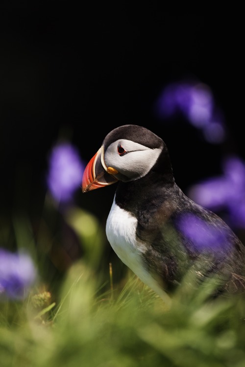 Source: http://kylebonallo.tumblr.com