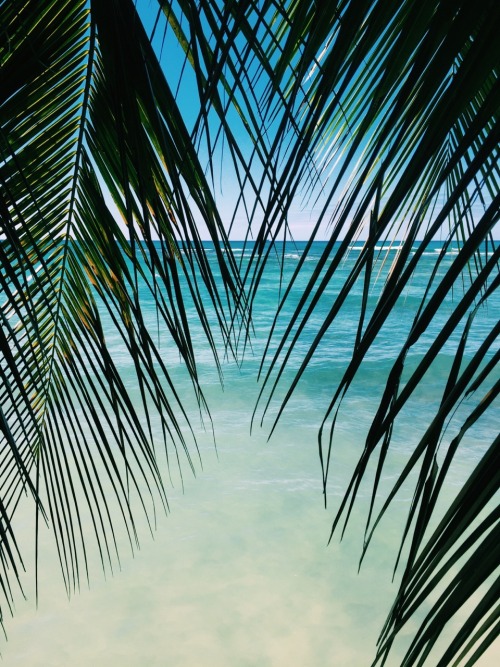 Source: http://tropic-havens.tumblr.com