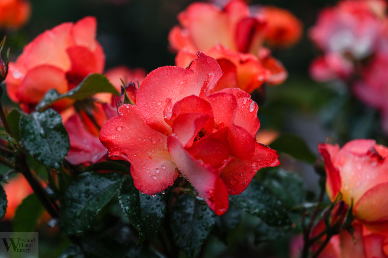 Source: http://satakentia.tumblr.com