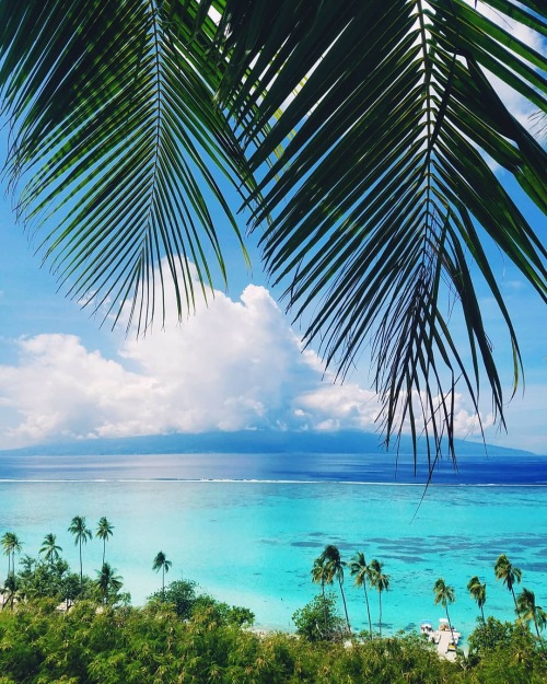 Source: http://tropic-havens.tumblr.com