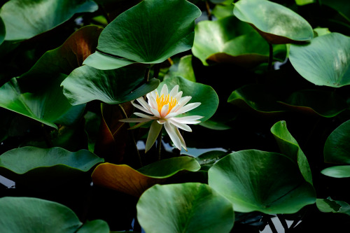 Source: http://satakentia.tumblr.com