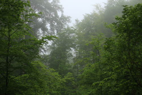 Source: http://faeriegardens.tumblr.com