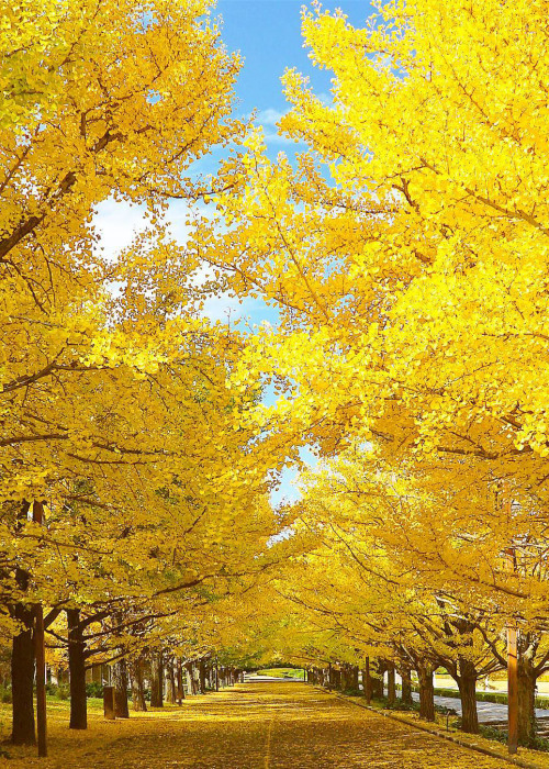 Source: http://coiour-my-world.tumblr.com