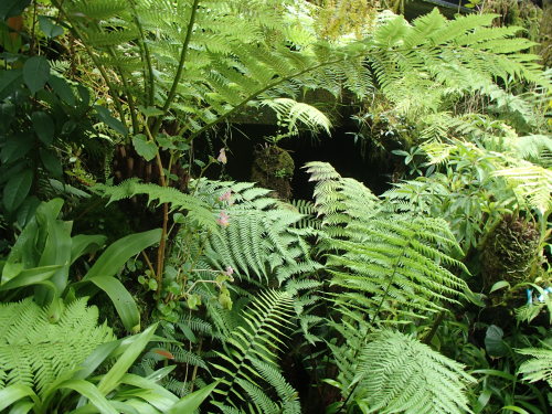 Source: http://junglerain.tumblr.com